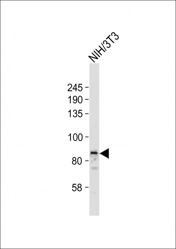 Rabbit Polyclonal Antibody to STAT3(S727)