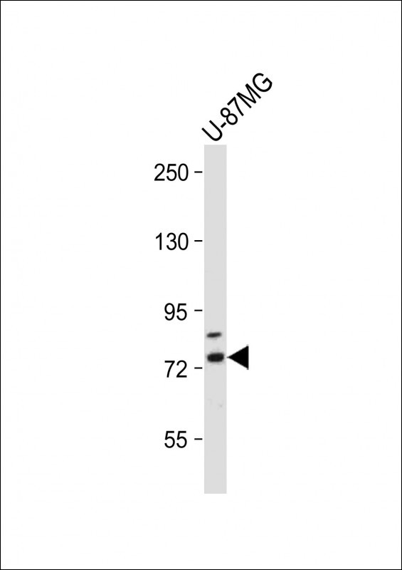Rabbit Polyclonal Antibody to RNF145