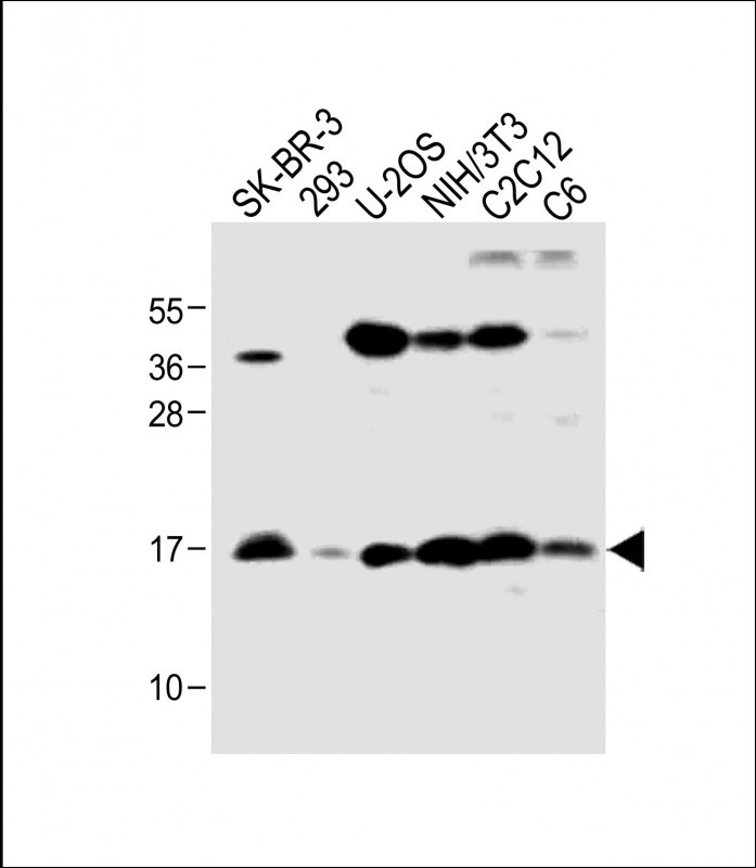 Rabbit Polyclonal Antibody to HIST1H3A