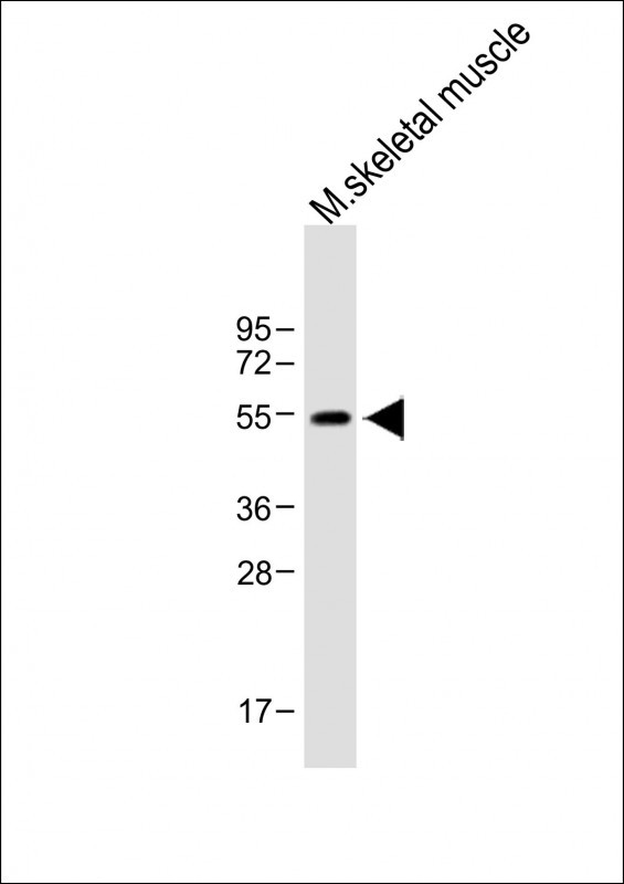 Rabbit Polyclonal Antibody to PAX7