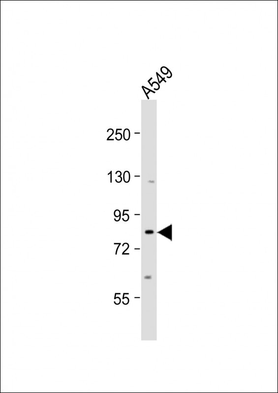 Rabbit Polyclonal Antibody to SIM1 (N-term)