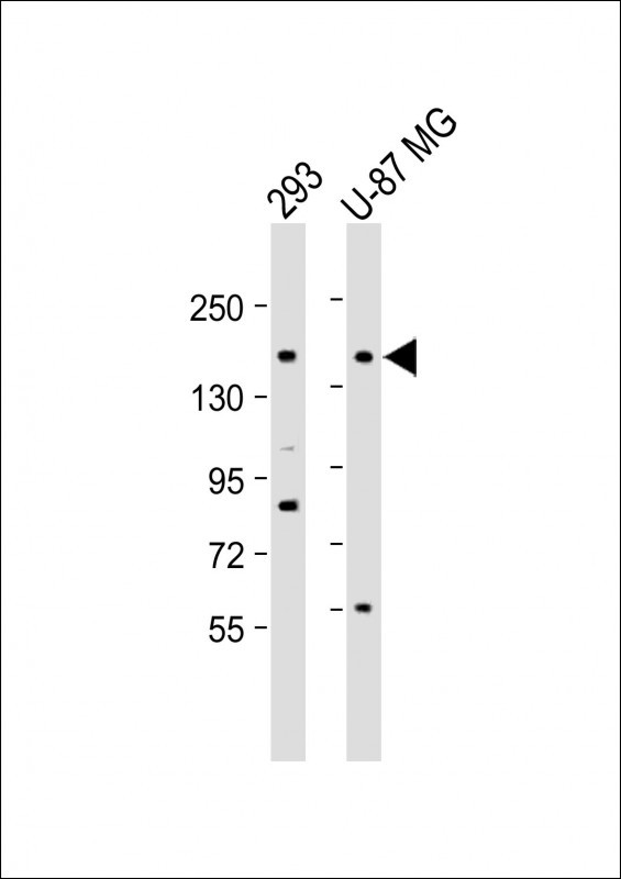Rabbit Polyclonal Antibody to PCDH9