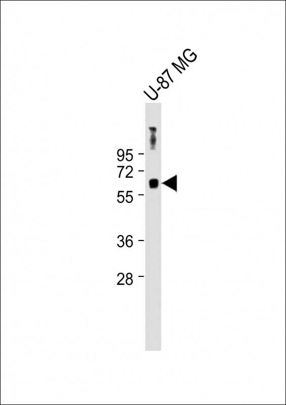 Rabbit Polyclonal Antibody to MSL1