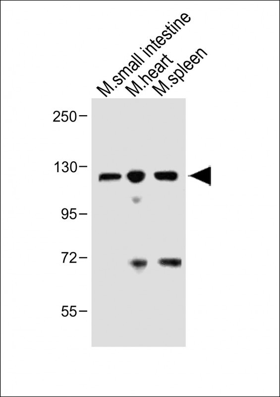 Rabbit Polyclonal Antibody to Mouse Nlrp6