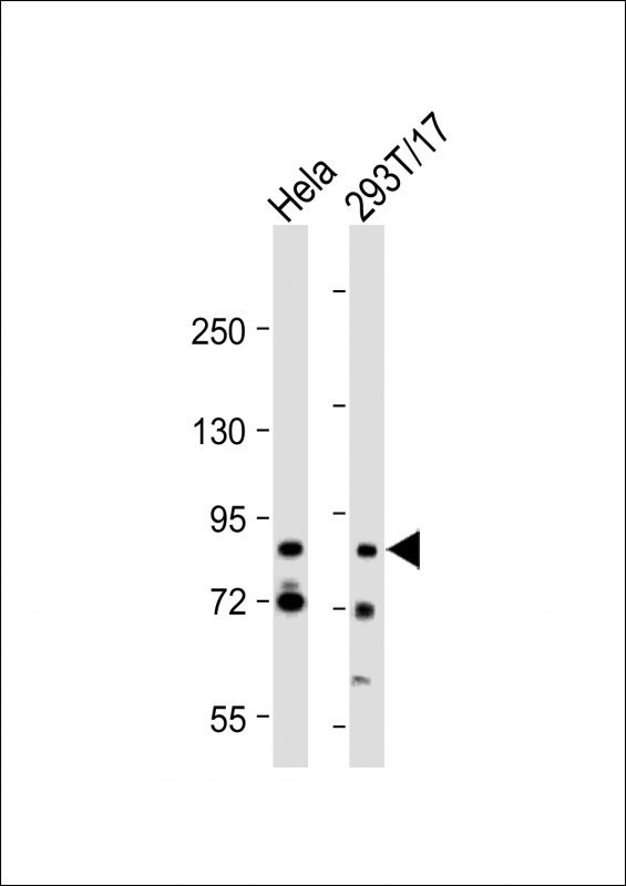 Rabbit Polyclonal Antibody to G2E3