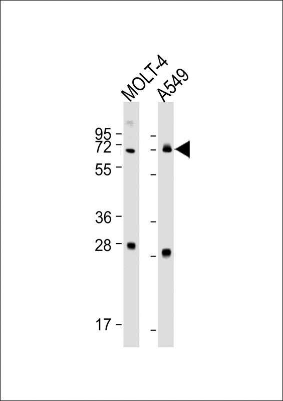 Rabbit Polyclonal Antibody to NEIL3(Center)