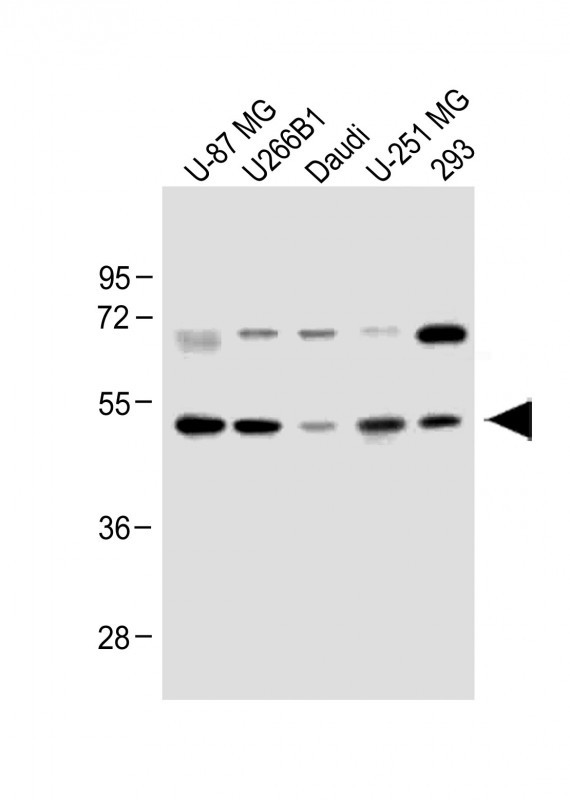 Rabbit Polyclonal Antibody to WDR41