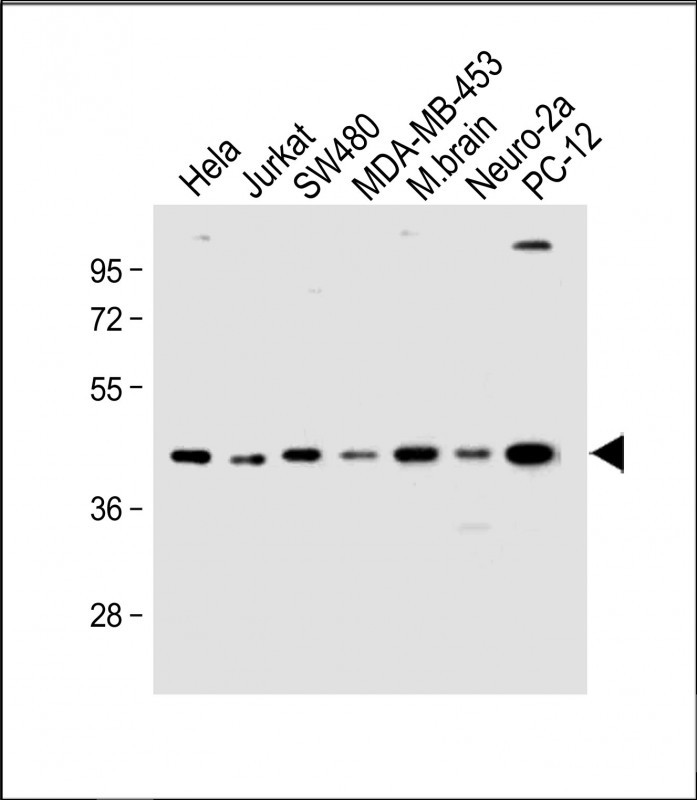 Rabbit Polyclonal Antibody to HTR4 (N-term)