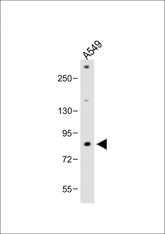 Rabbit Polyclonal Antibody to FBXL19