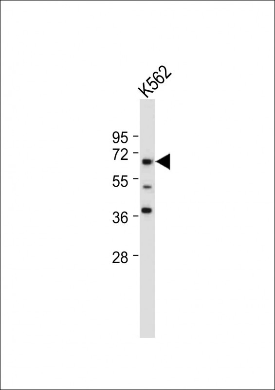 Rabbit Polyclonal Antibody to ENOX2 (N-term)
