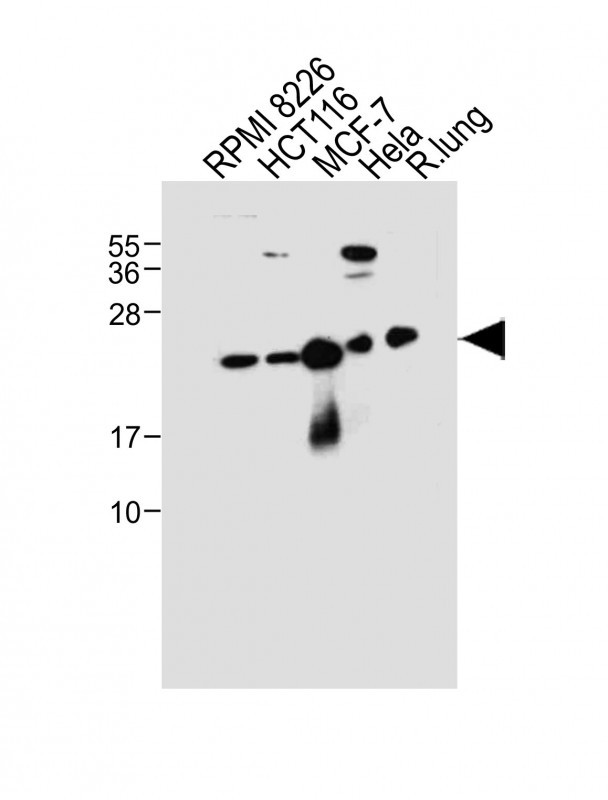 Rabbit Polyclonal Antibody to CD9