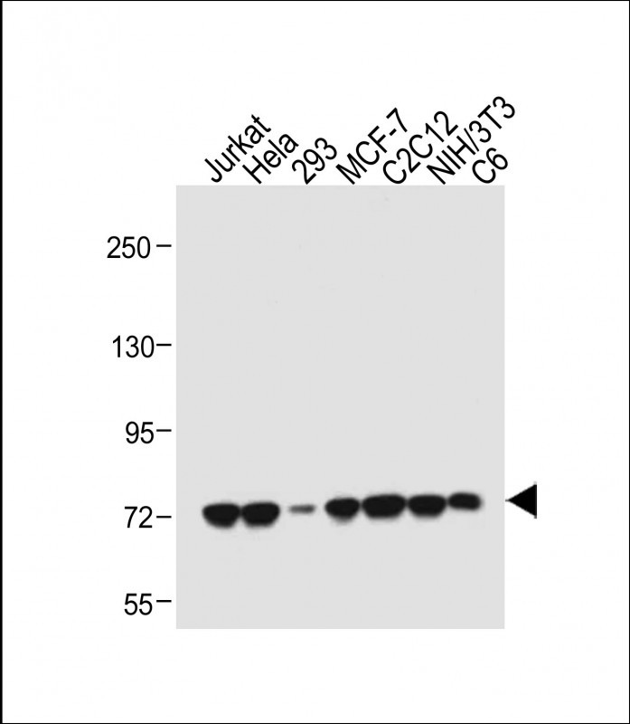 Rabbit Polyclonal Antibody to HSPA1A/HSPA1B (Y41)