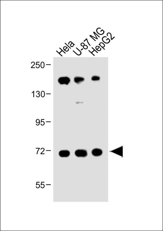 Rabbit Polyclonal Antibody to FBXL5 (N-term)