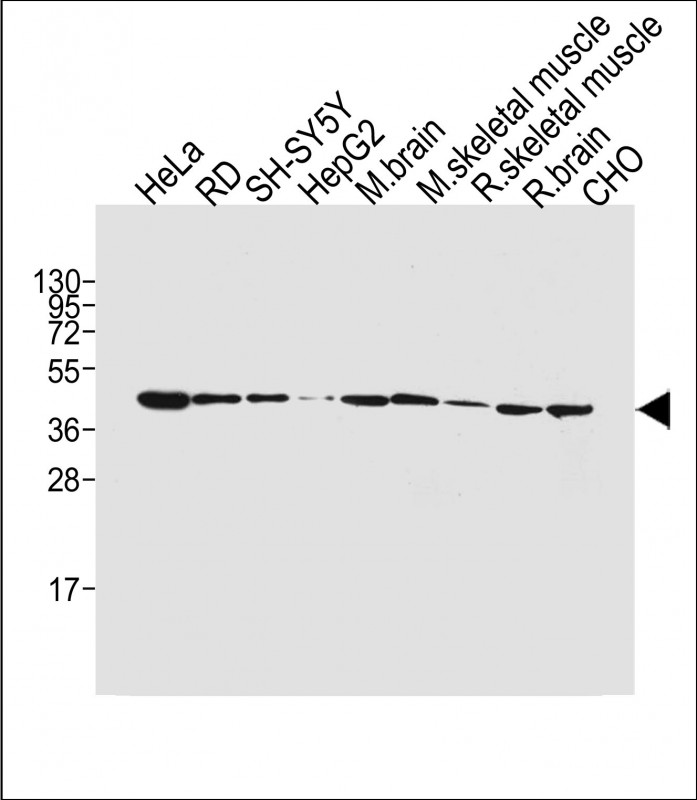 Mouse Monoclonal Antibody to BHLH3 (N-term)
