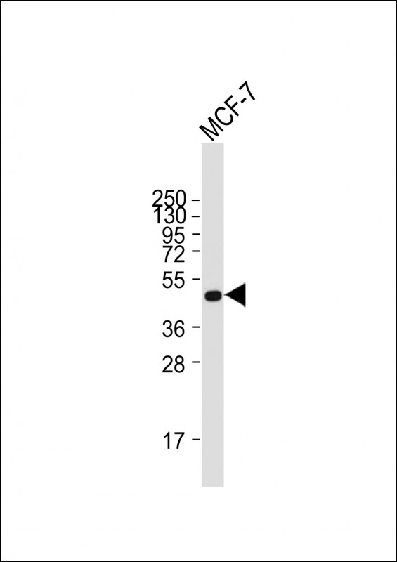 Mouse Monoclonal Antibody to SULT2B1