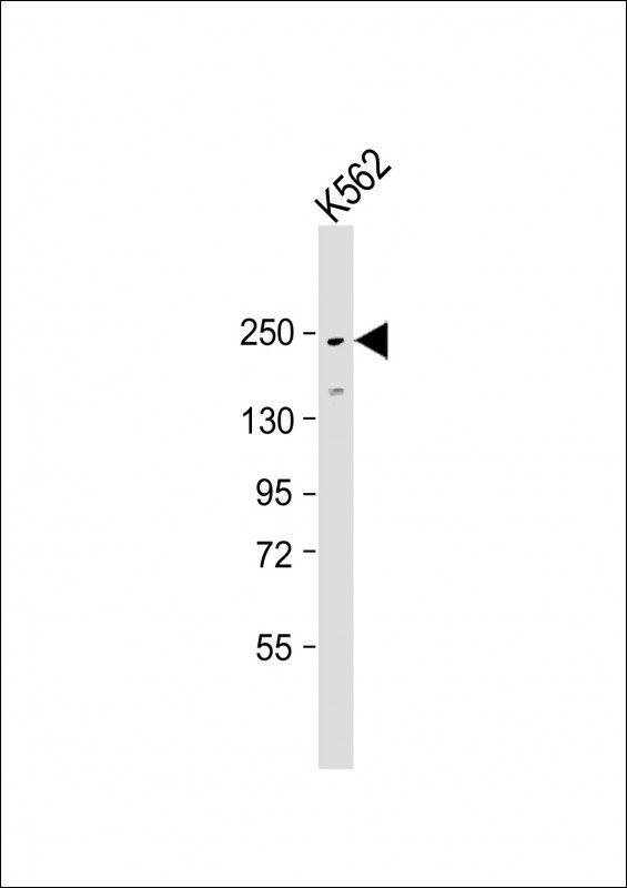 Rabbit Polyclonal Antibody to ATG2A