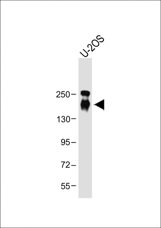 Rabbit Polyclonal Antibody to CD163L1