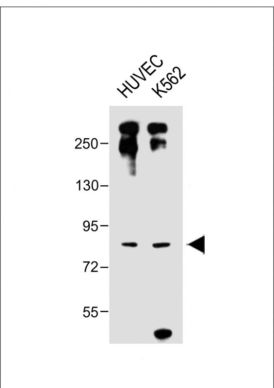 Rabbit Polyclonal Antibody to DLL4