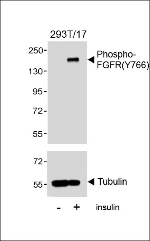 Rabbit Polyclonal Antibody to Phospho-FGFR(Y766)