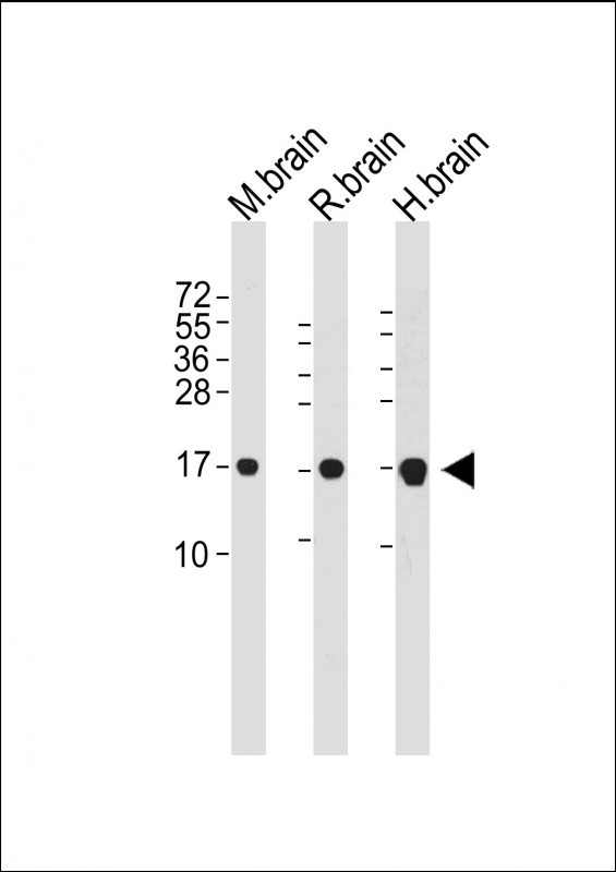 Mouse Monoclonal Antibody to LC3 (APG8)