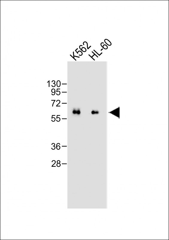 Mouse Monoclonal Antibody to CARD9 (N-term)
