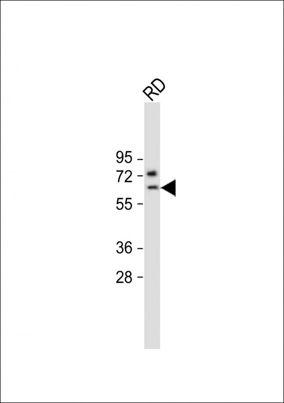 Rabbit Polyclonal Antibody to SMTNL1
