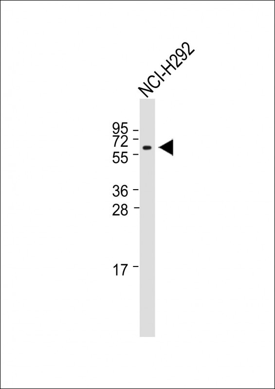Rabbit Polyclonal Antibody to TRIM7  (N-term)