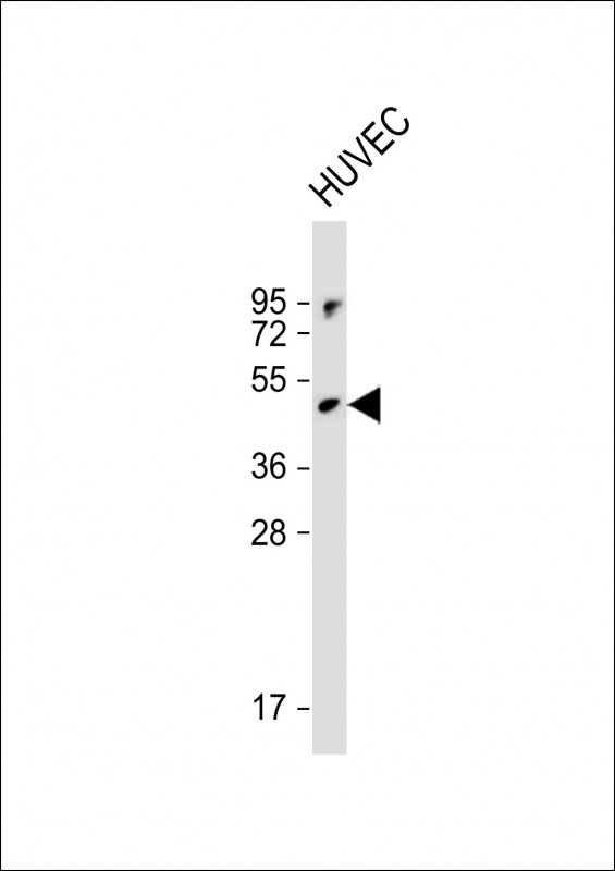 Rabbit Polyclonal Antibody to RBPJL (N-term)