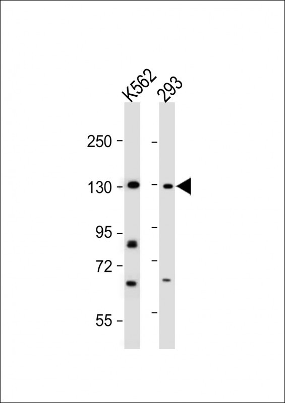 Rabbit Polyclonal Antibody to BARON (N-term)
