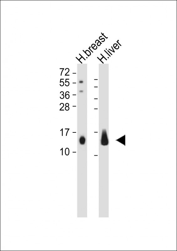 Rabbit Polyclonal Antibody to CXCL2