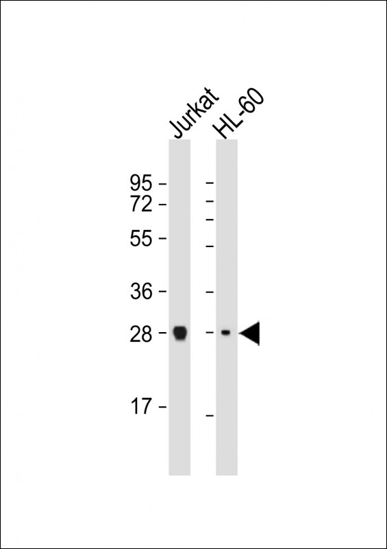 Mouse Monoclonal Antibody to IMPA1