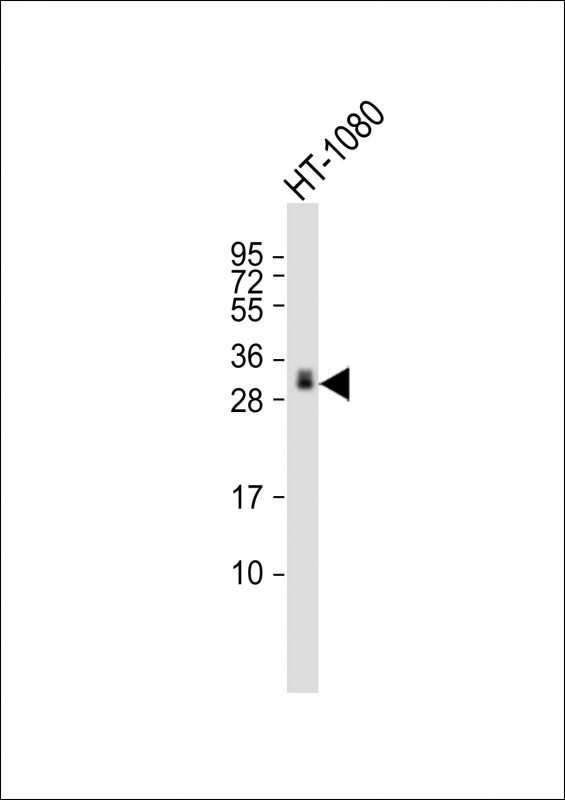 Mouse Monoclonal Antibody to GDF15