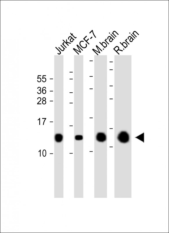 Mouse Monoclonal Antibody to FKBP1A