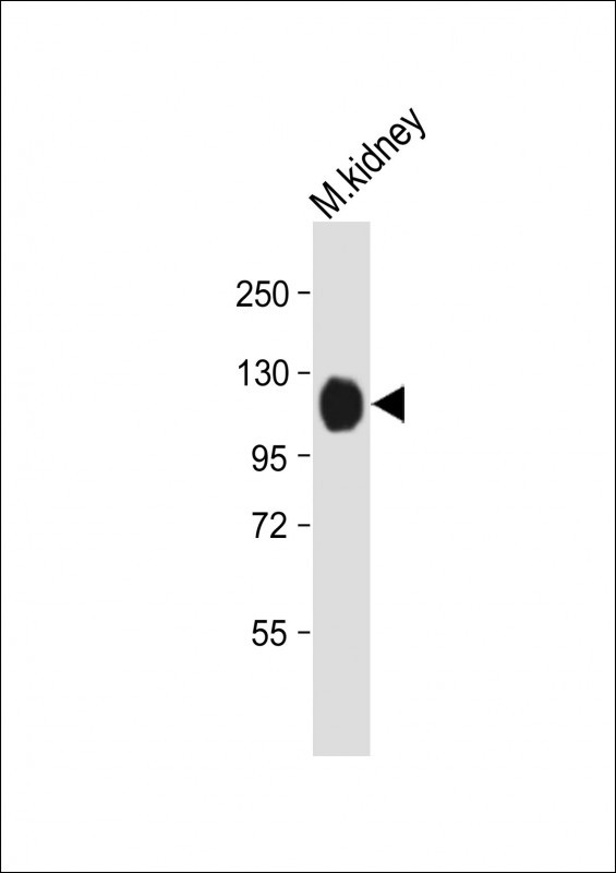 Rabbit Polyclonal Antibody to Mouse Npr1 (N-term)