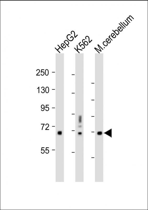 Rabbit Polyclonal Antibody to TCF4 (N-term)