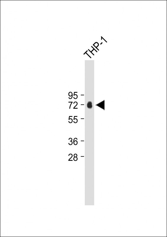 Rabbit Polyclonal Antibody to CFP
