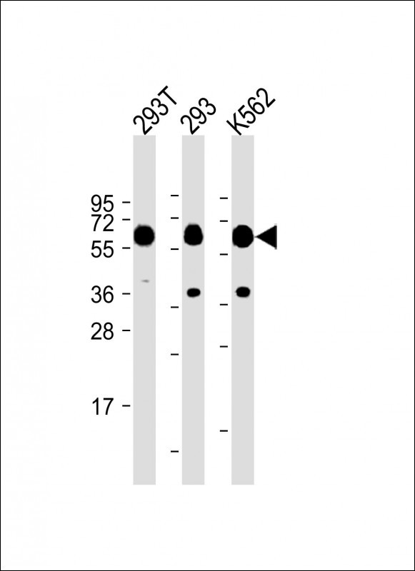 Mouse Monoclonal Antibody to SET07