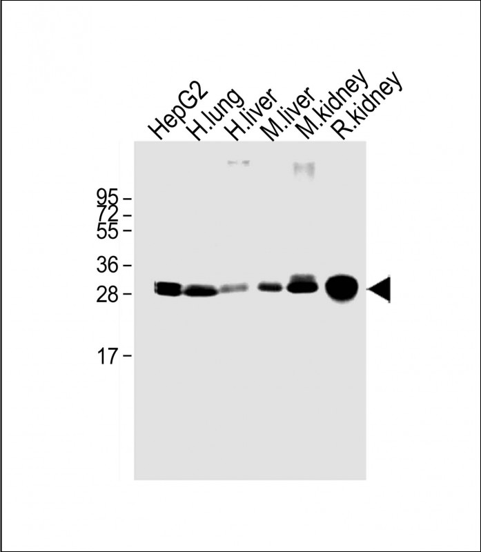 Mouse Monoclonal Antibody to SULT1A1