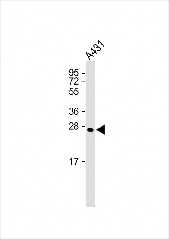 Mouse Monoclonal Antibody to CAPNS1