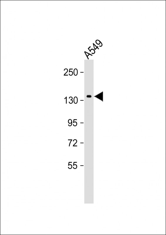 Mouse Monoclonal Antibody to hDAPK1-T1316