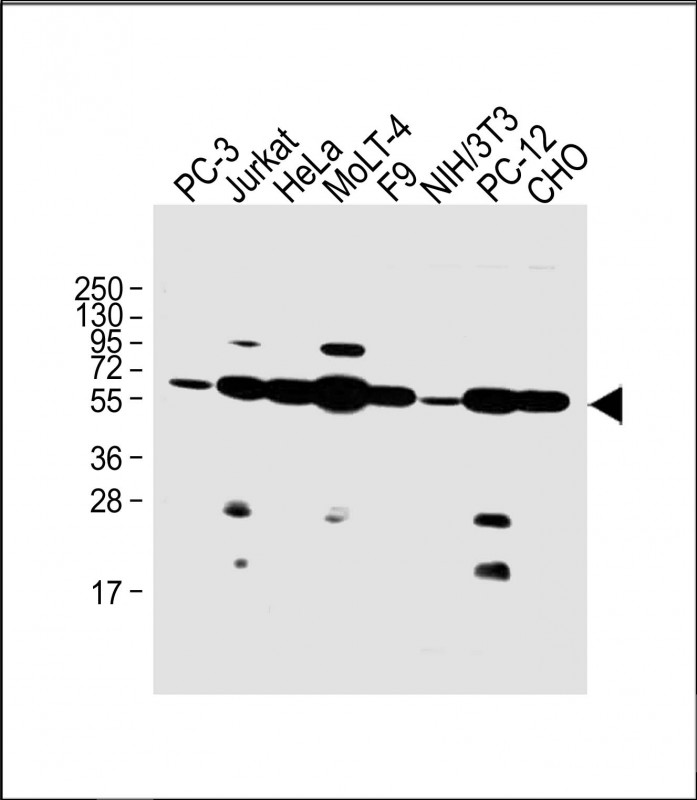 Mouse Monoclonal Antibody to NR2C2