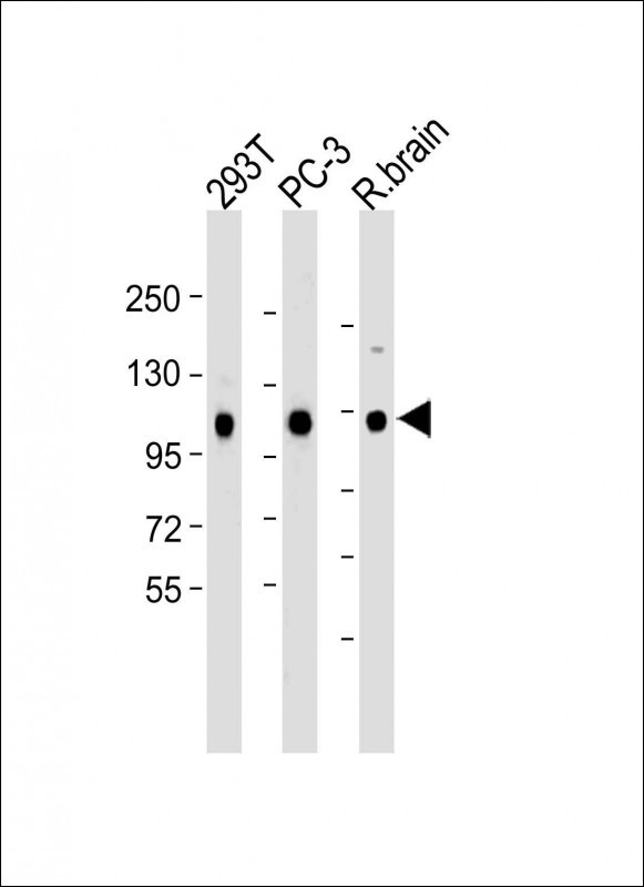 Rabbit Polyclonal Antibody to Mouse Map4k3