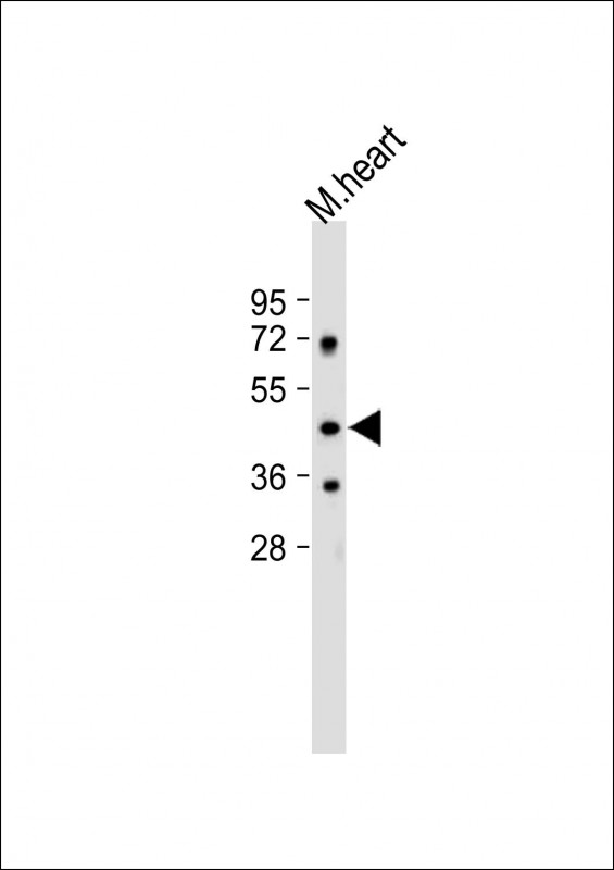 Rabbit Polyclonal Antibody to PNPLA3 (N-term)