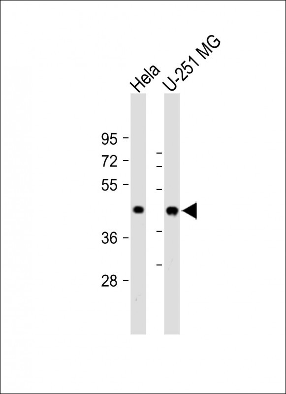 Rabbit Polyclonal Antibody to FFAR2