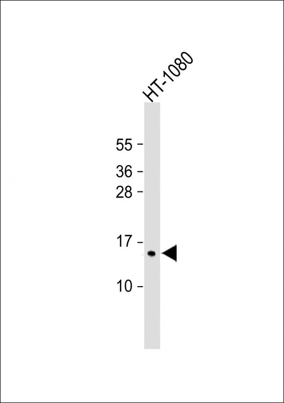 Rabbit Polyclonal Antibody to SPCS1
