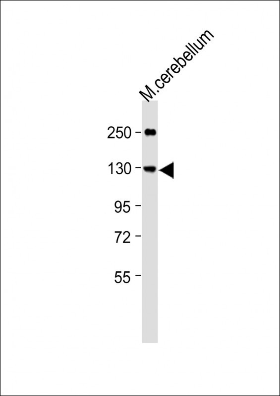 Rabbit Polyclonal Antibody to G7C  (N-term)