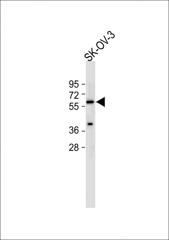 Rabbit Polyclonal Antibody to ERVWE1