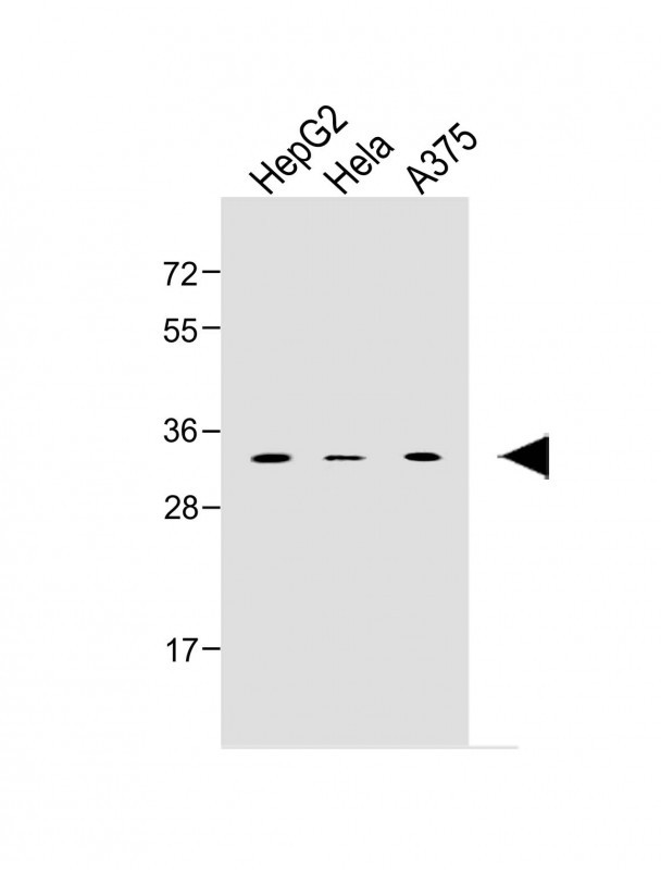 Rabbit Polyclonal Antibody to MSX1