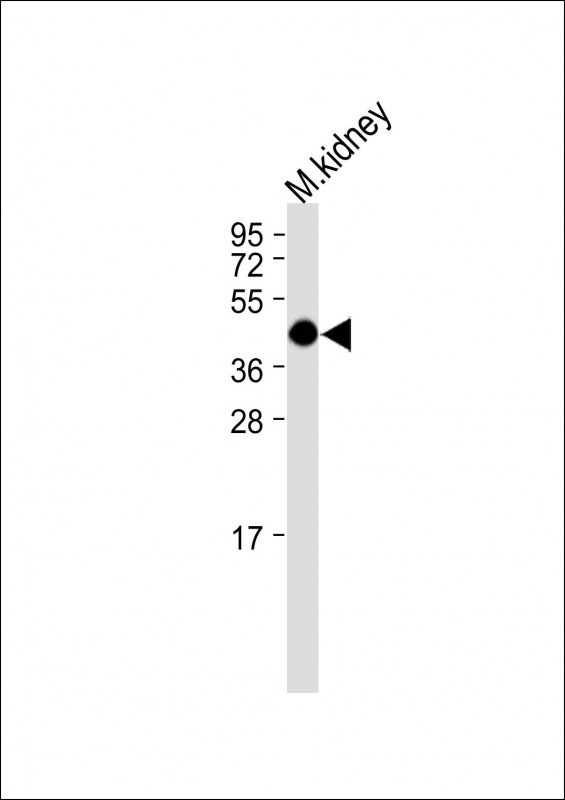 Rabbit Polyclonal Antibody to (Mouse) Ihh (N-term)