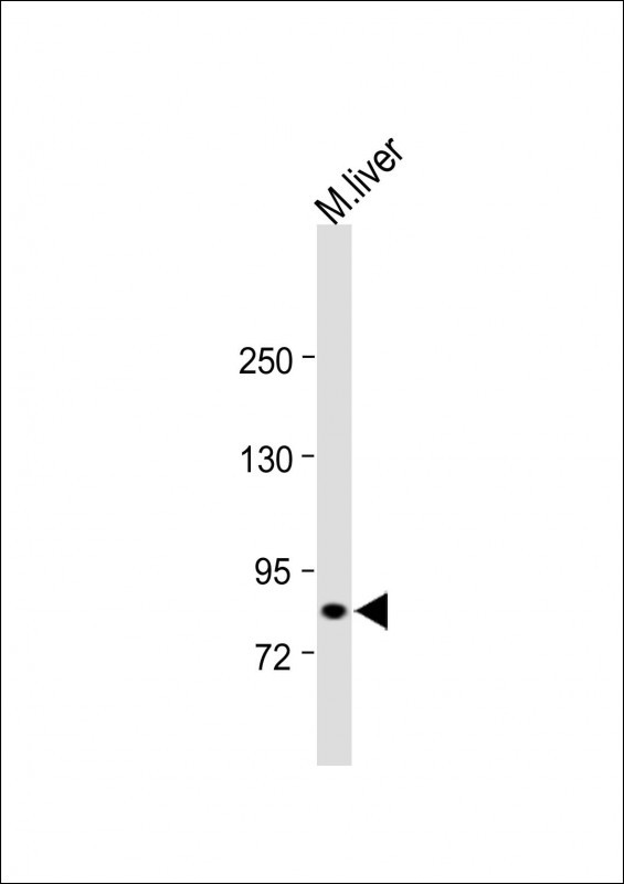 Rabbit Polyclonal Antibody to HMMR